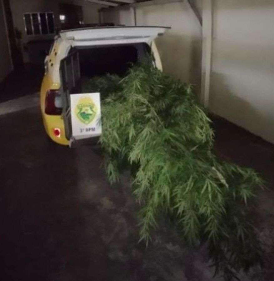 Polícia apreende pés de maconha em residência em Itapejara D’Oeste